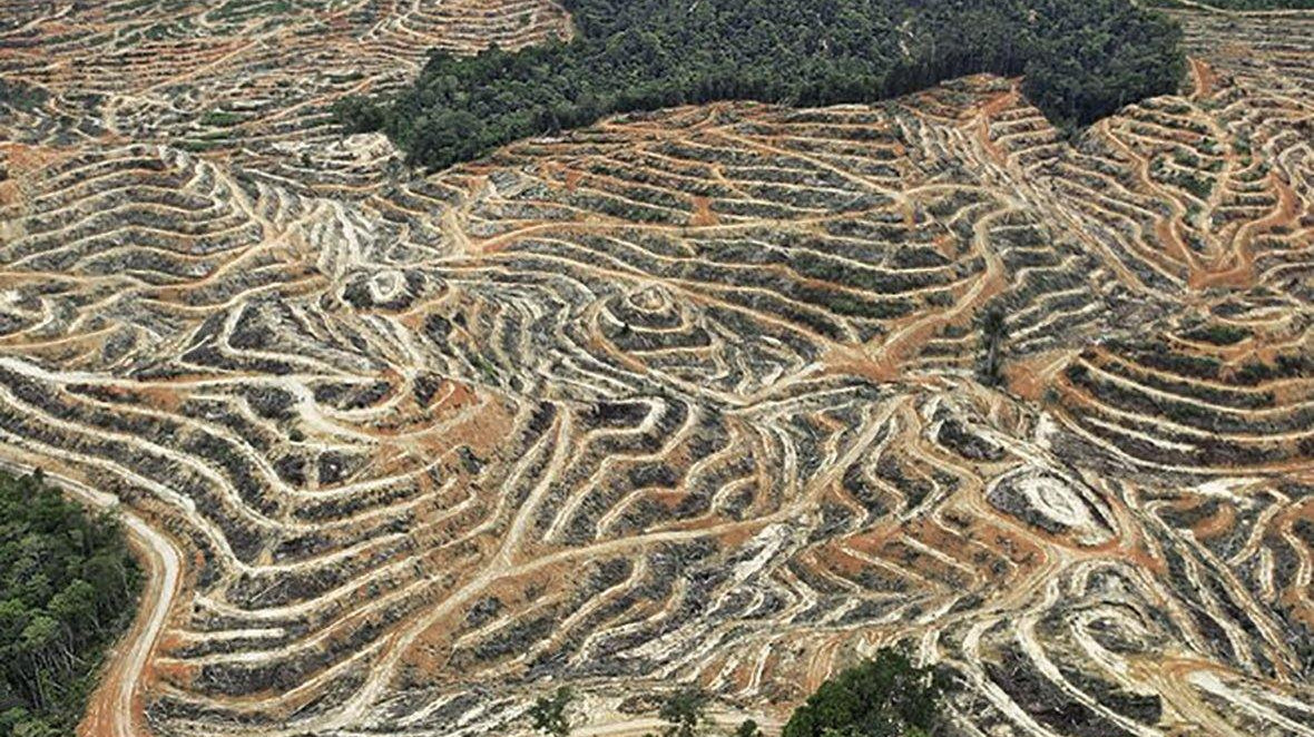Palm Oil - DISHONOR