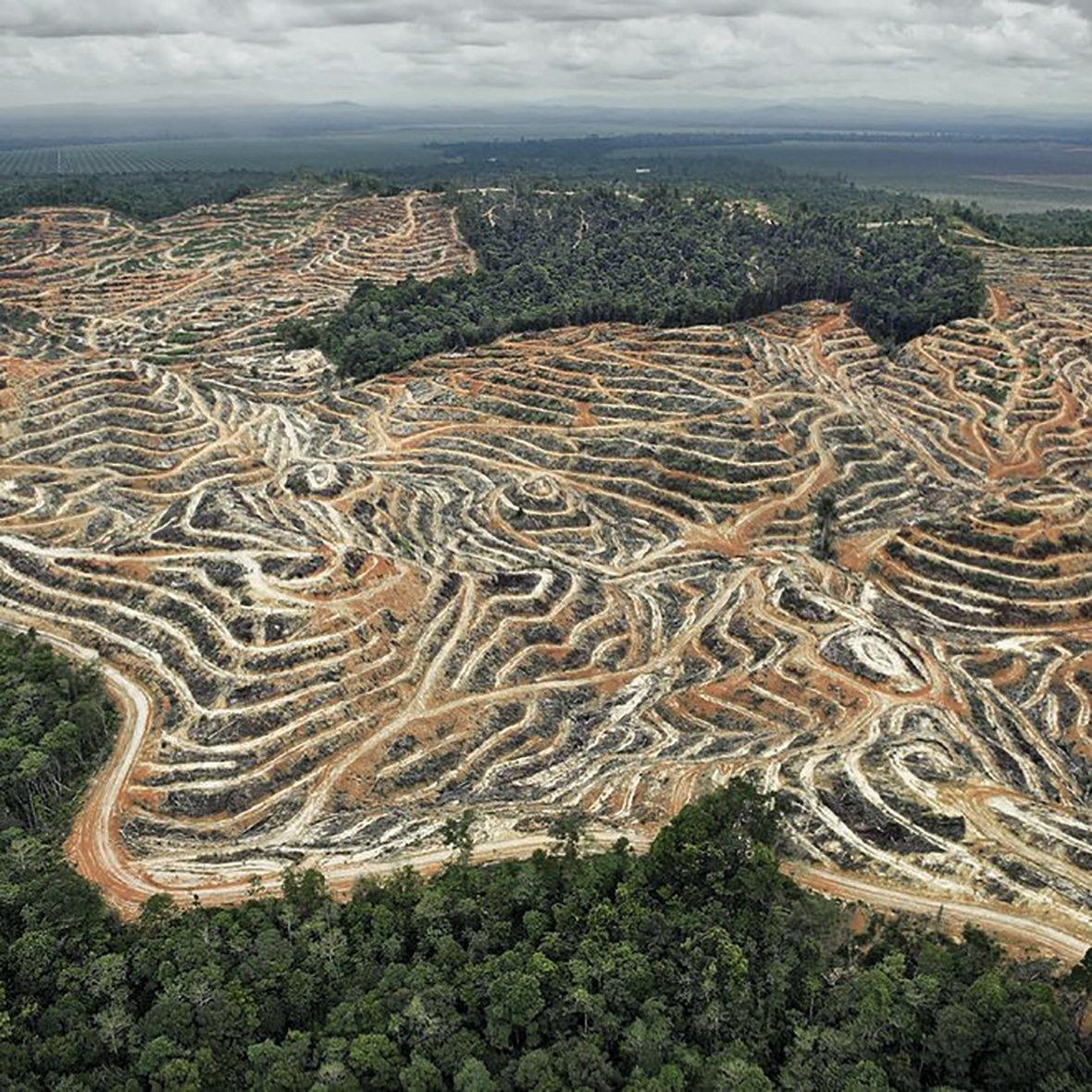 Palm Oil - DISHONOR