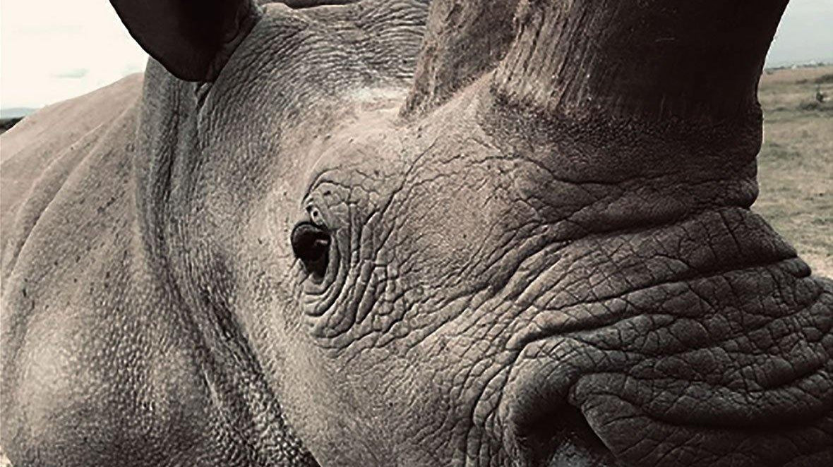 Endangered Experiences - DISHONOR